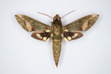 Xylophanes chiron nechus