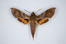 Xylophanes pluto