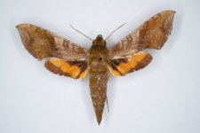 Xylophanes pluto