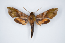 Xylophanes pluto