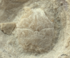Goniodromites kubai