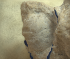 Goniodromites kubai