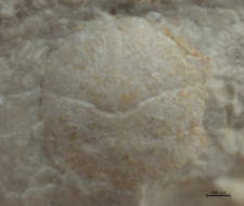 Goniodromites kubai
