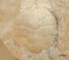 Goniodromites narinosus