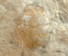 Goniodromites kubai
