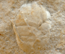 Goniodromites narinosus