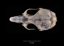 Apodemus sylvaticus