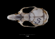 Apodemus sylvaticus