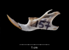 Apodemus sylvaticus