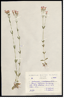 Centaurium erythraea Rafn subsp. erythraea