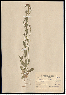 Centaurium erythraea Rafn subsp. erythraea