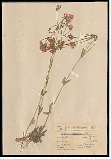 Centaurium erythraea Rafn subsp. erythraea