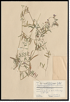 Vicia angustifolia L.
