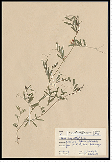 Vicia angustifolia L.