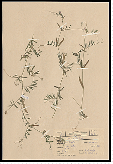 Vicia angustifolia L.