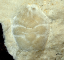 Goniodromites kubai