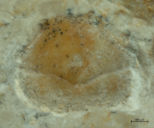 Goniodromites kubai