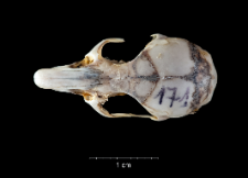 Apodemus sylvaticus