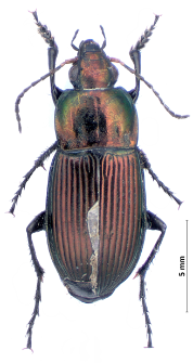 Poecilus versicolor (J. Sturm, 1824)