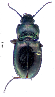 Pterostichus jurinei (Panzer, 1802b)