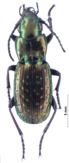 Pterostichus pilosus (Host, 1790)