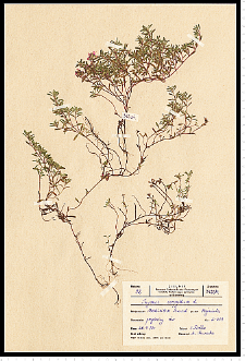 Thymus serpyllum L. em. Fr.