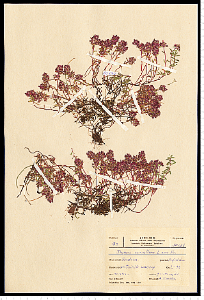 Thymus serpyllum L. em. Fr.