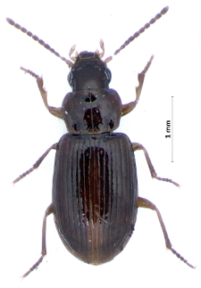 Bradycellus verbasci (Duftschmid, 1812)