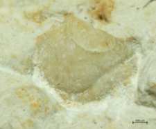 Goniodromites serratus