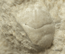 Goniodromites narinosus