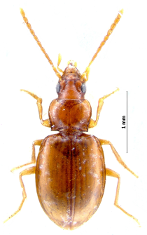 Porotachys bisulcatus (Nicolai, 1822)