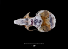 Apodemus sylvaticus