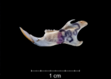 Apodemus sylvaticus