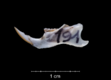 Apodemus sylvaticus