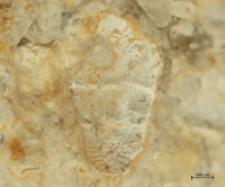 Goniodromites species