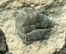 Goniodromites species