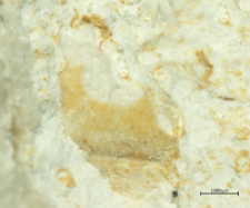 Goniodromites species