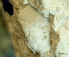 Goniodromites species
