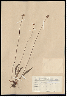 Plantago lanceolata L.