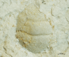 Goniodromites species