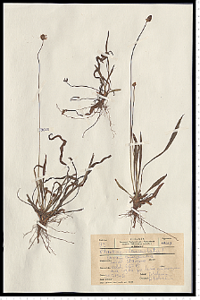 Plantago lanceolata L.