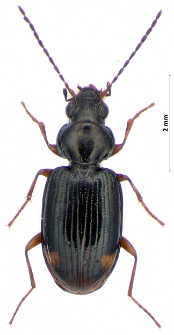 Bembidion biguttatum (Fabricius, 1779)