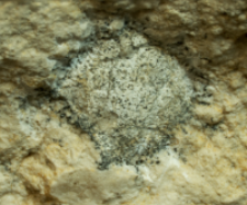 Goniodromites species