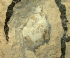 Tanidromites species