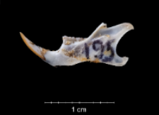 Apodemus sylvaticus