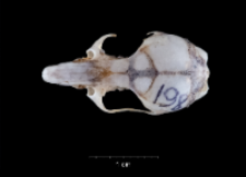 Apodemus sylvaticus