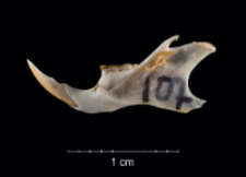 Apodemus sylvaticus