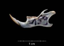 Apodemus sylvaticus