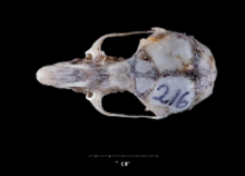 Apodemus sylvaticus