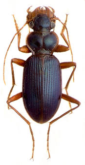 Leistus montanus pawlowskii Farka et Fassati, 1999